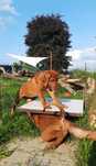 UWAGA - Odwołana rezerwacja - Szczeniak Rhodesian Ridgeback ZKwP/FCI