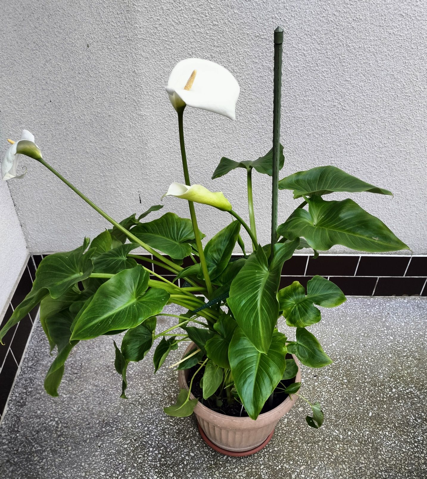 Kwiat / Kwiatek doniczkowy -Zantedeschia, Calla, Kalla, Kalia-ok 110cm