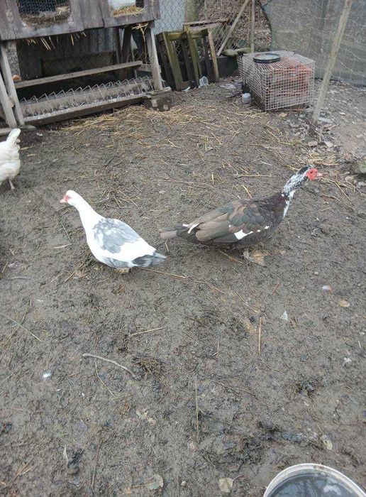 piękna parka kaczka piżmowa i czekoladowy kaczor sprzedam