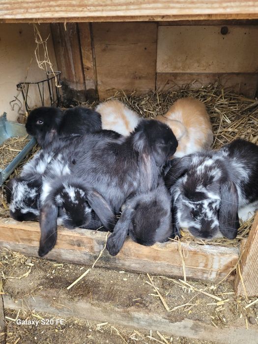 Króliki młode baran francuski