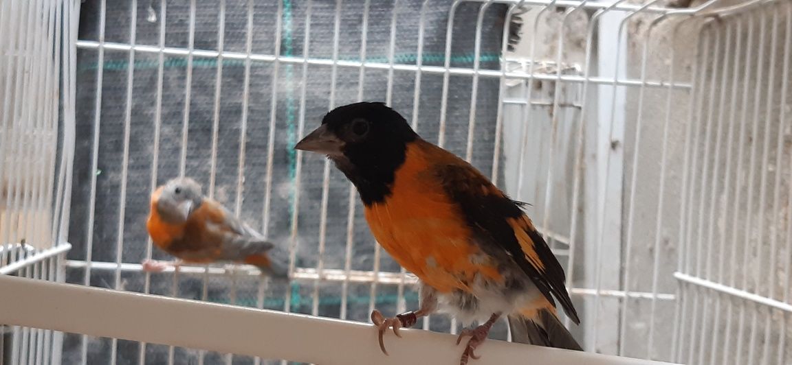Cardinalito da Venezuela