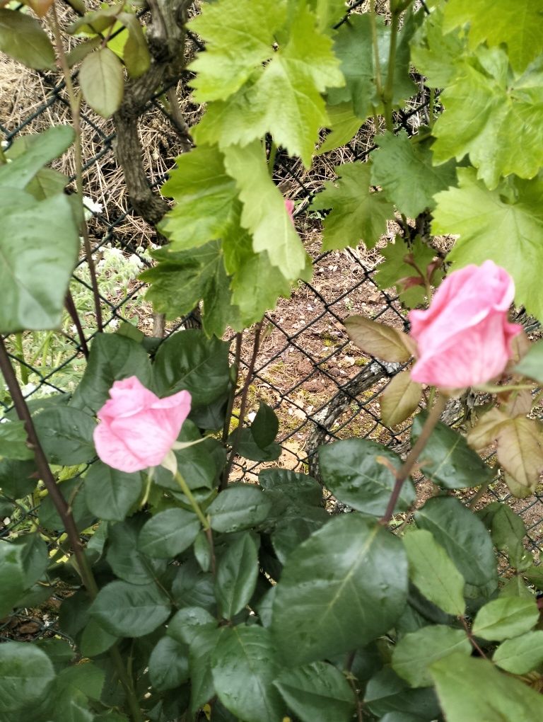 Roseiras 2 cores