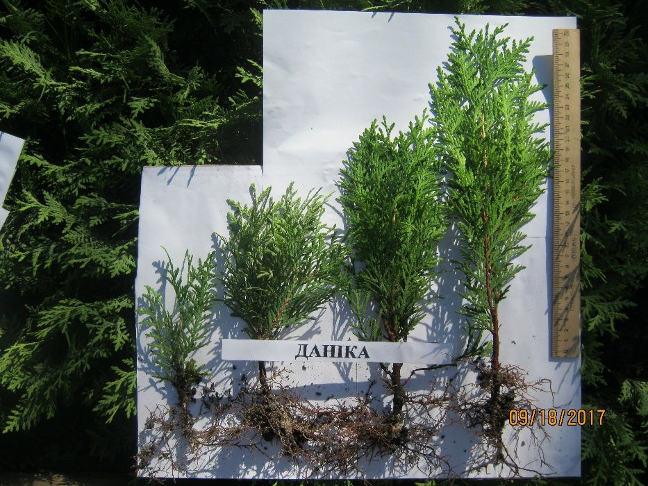 Туіі: одно- і двохрічна розсада.