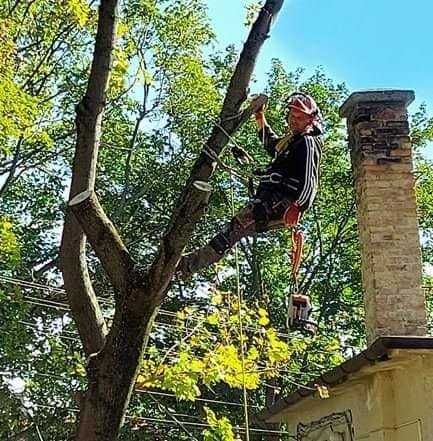 Спил деревьев аккуратно с альпинистским снаряжением.