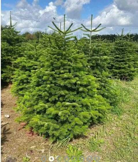 Jodla kaukaska z dostawa do domu! Piekne choinki do twojego domu