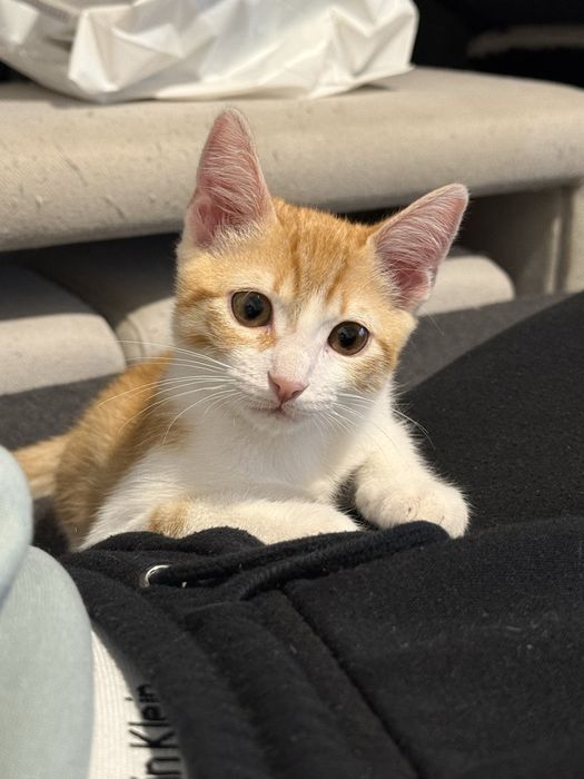 Gatinho para adoção