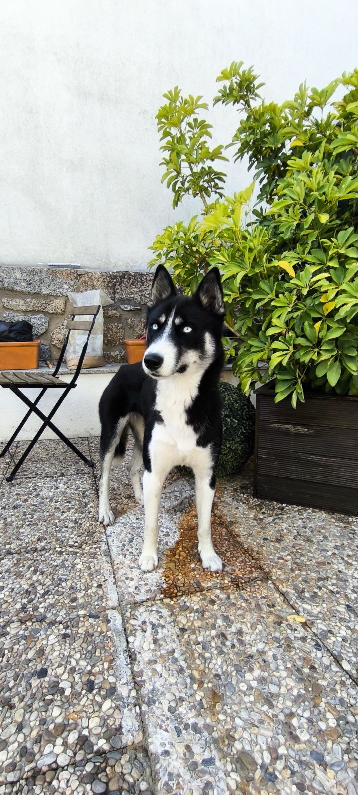 Husky do Alasca - adoção