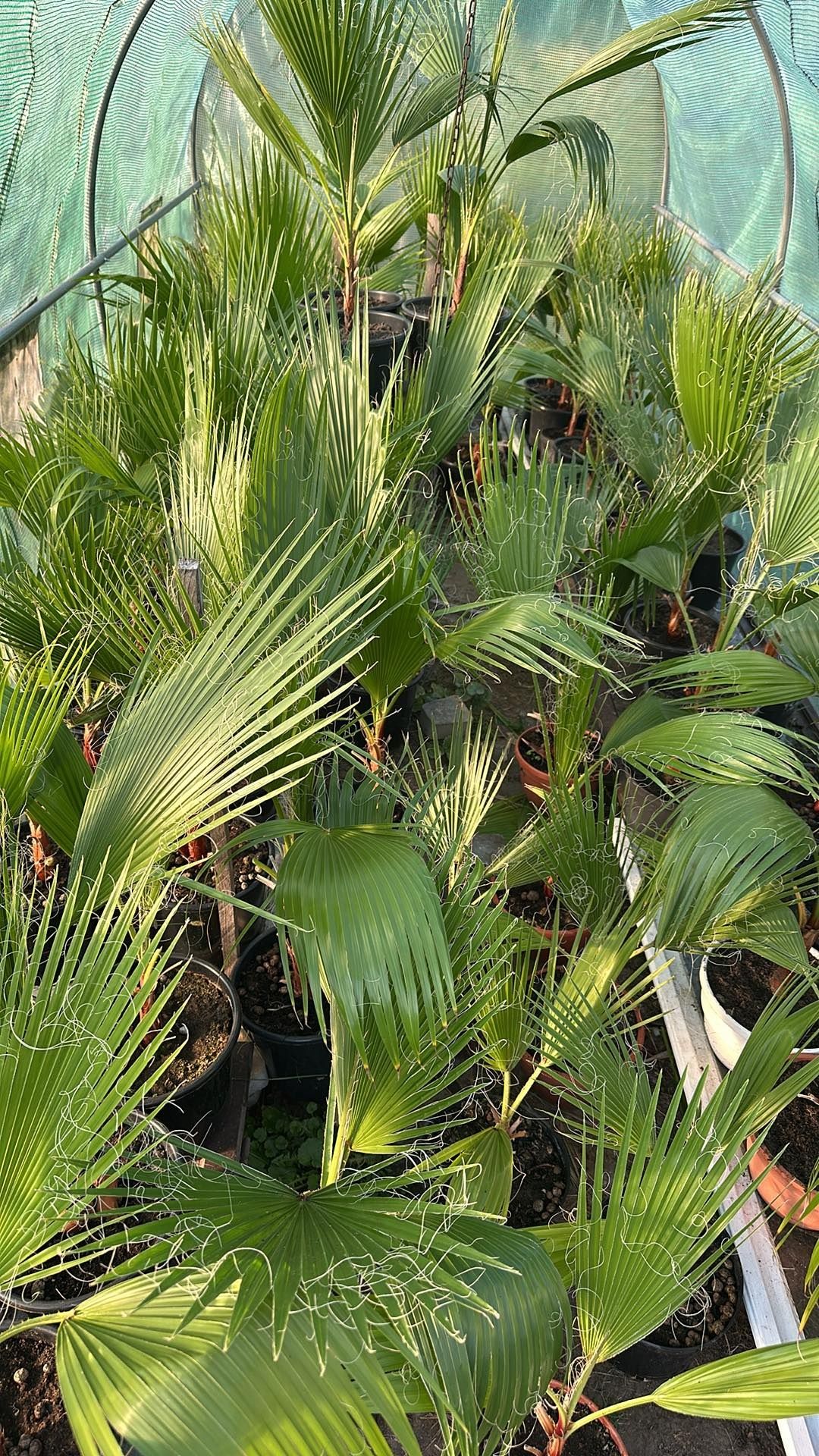 Palma sadzonki gotowe do odbioru osobistego
