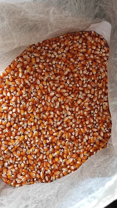 Milho miúdo seco ao sol