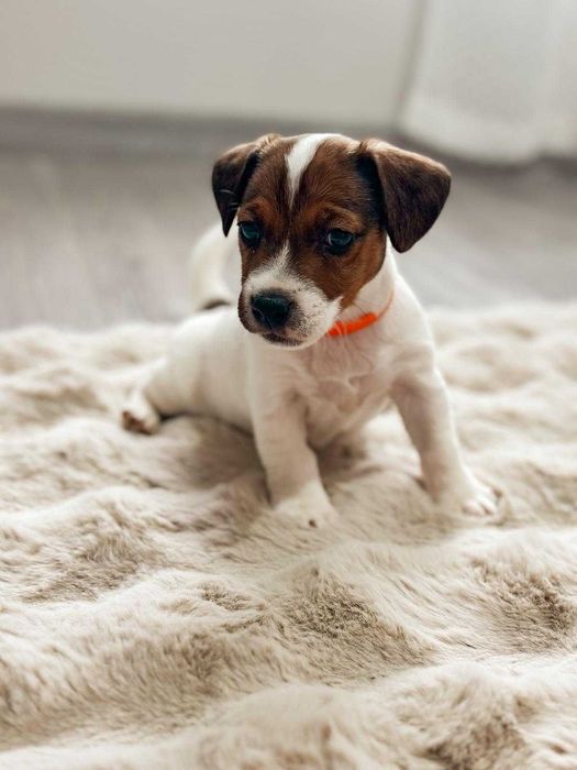 Suczka Jack Russell Terrier