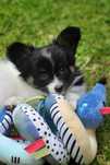 Spaniel Kontynentalny Miniaturowy Papillon ZKwP / FCI