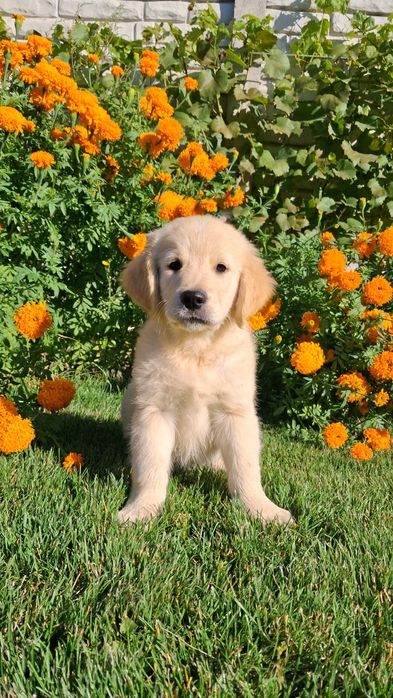 Золотистий ретрівер з документами