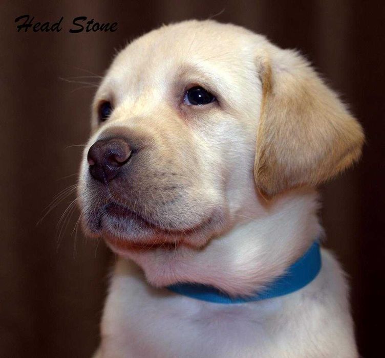 Лабрадор ретривер, Щастье в ваш дом.