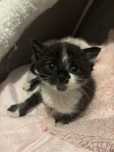 Gatinho para adoção
