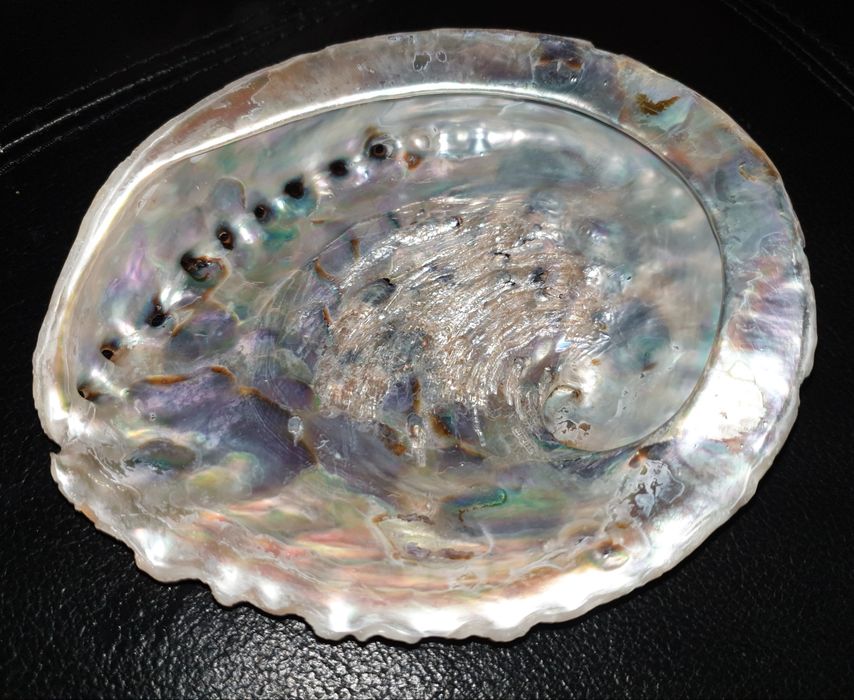 Concha Madrepérola 15 cm por 13 cm