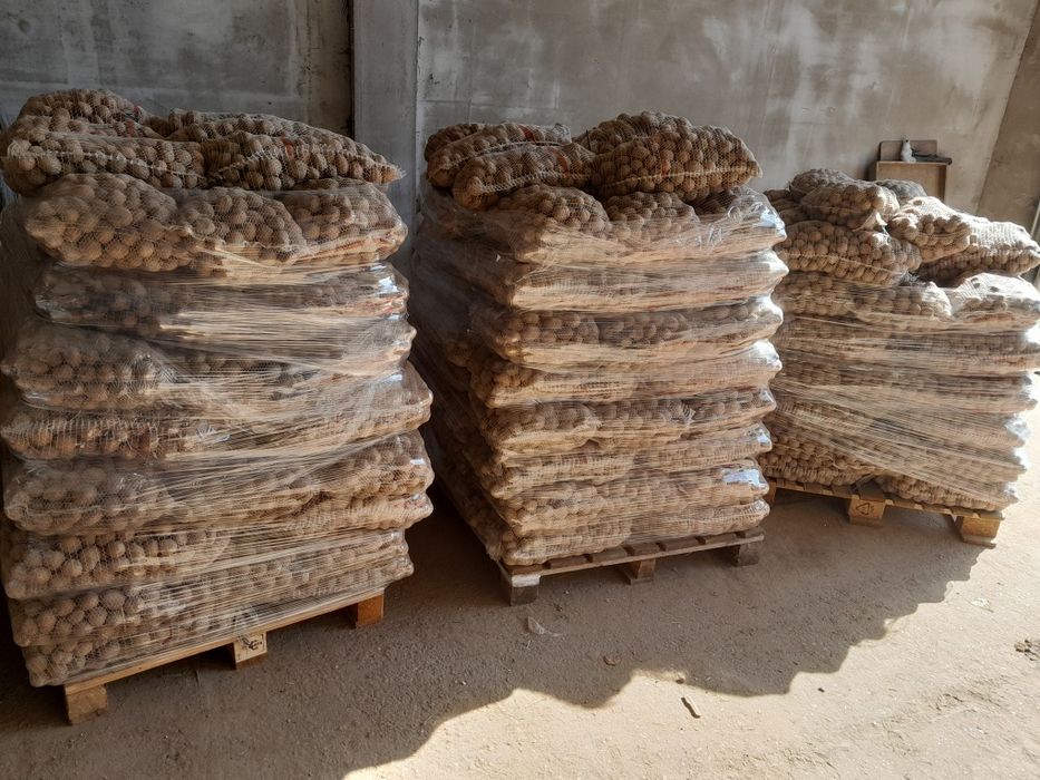 Ziemniaki irga 40-50