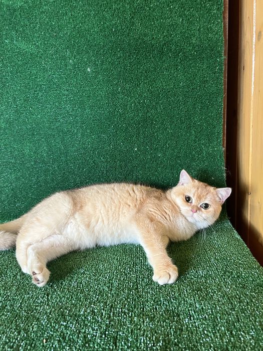 Британська золота шиншила хлопчик 6 міс‼️