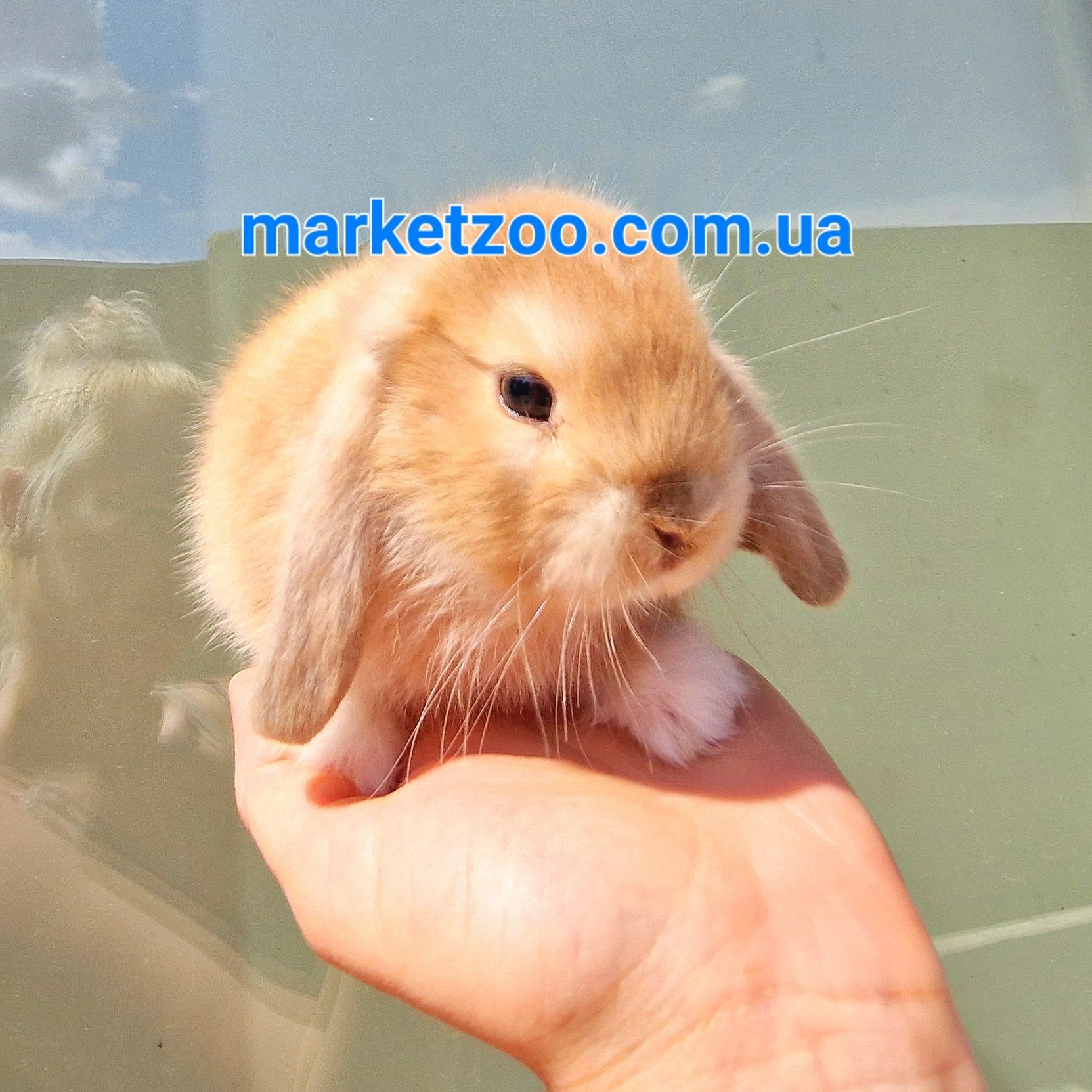 Мини mini lop мiнi вислоухий баранчик висловухий карликовые кролики