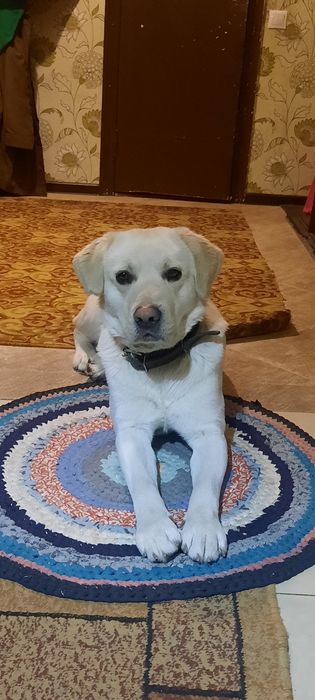 Лабрадор для вязки