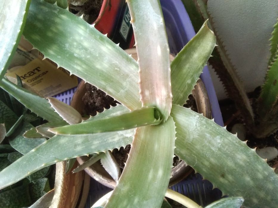 .Рэо. Кактусы, суккуленты.