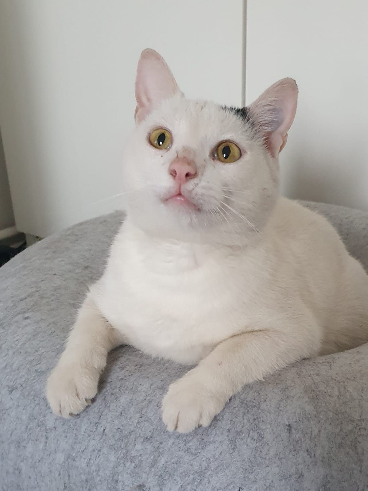 Koty do adopcji OLEŚNICA