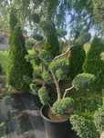 Jałowiec formowany 200cm. Bonsai