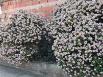 Diversas Suculentas em flor