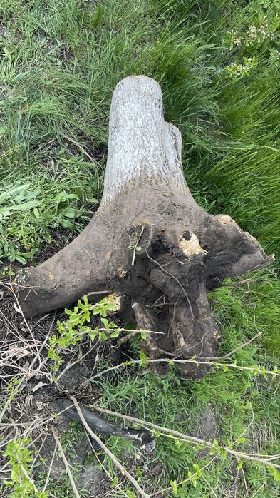 Корінь грецького горіха, свіжий 15-20 років