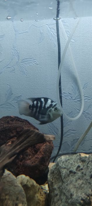 Рыбки аквариумные