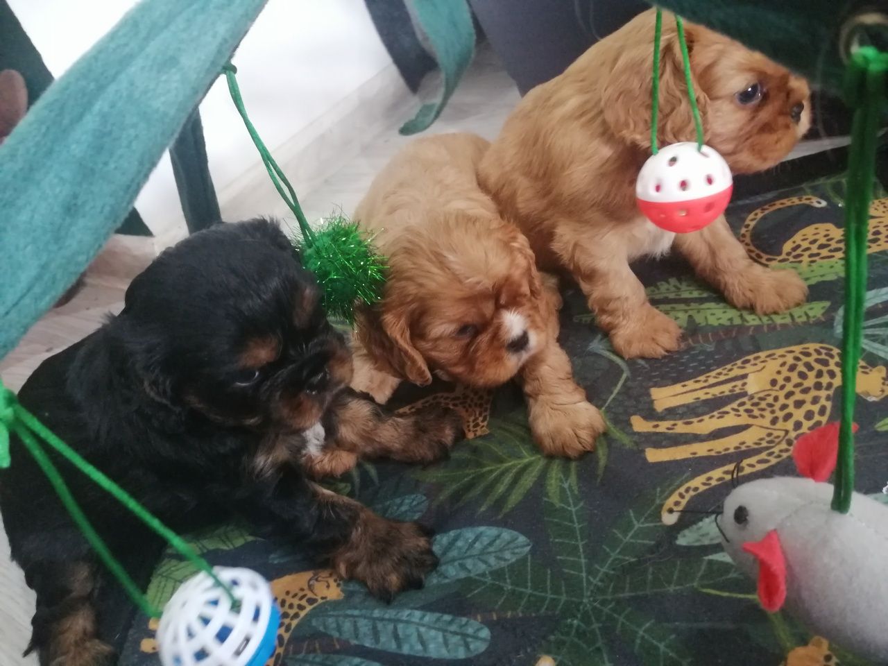 Sunia Cavalier King Charles Spaniel ruby
