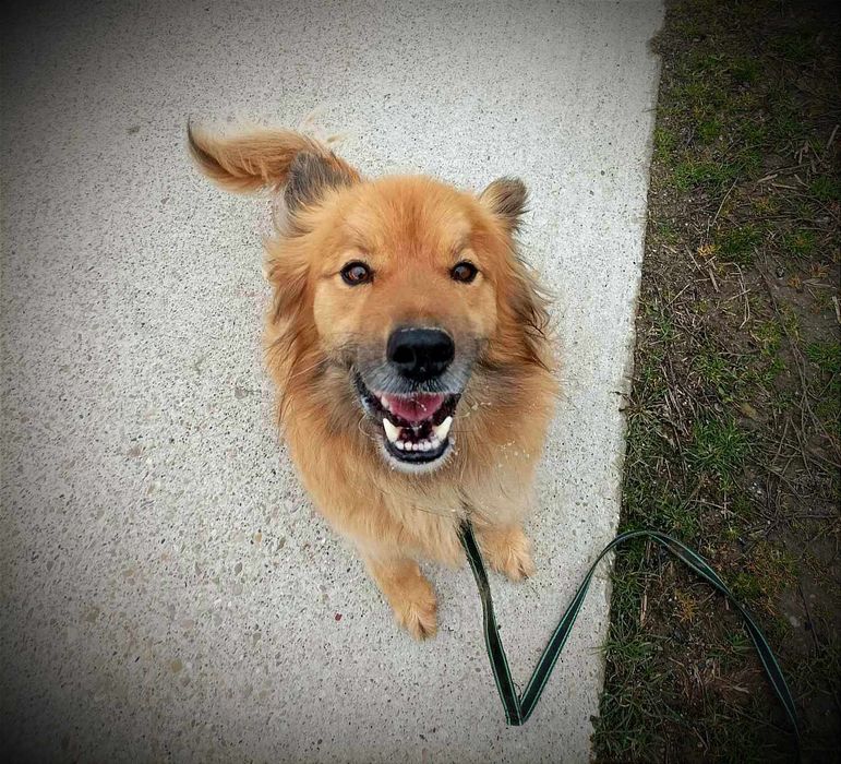 Buli pilnie potrzebuje domu