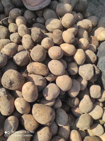 Продається картопля насінева і груба