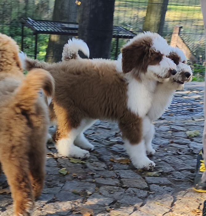 Piesek Pudel Standard Giant -królewski do odbioru