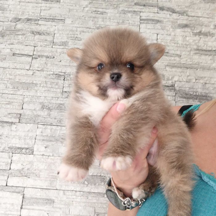 Pomeranian* szpic miniaturowy piesek ***mega slodziak