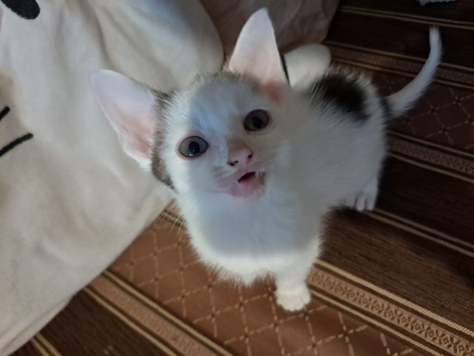 Kotki do adopcji