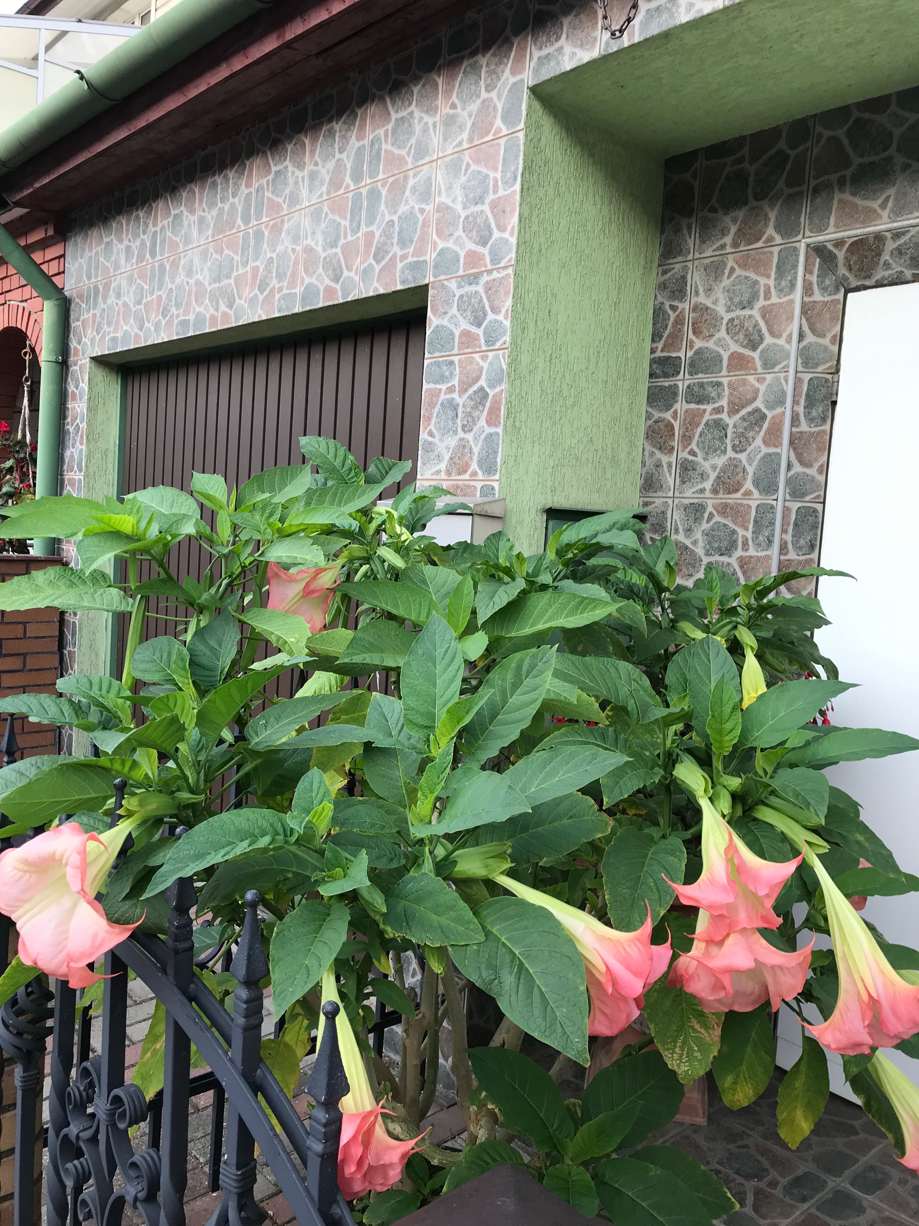 Datura wieloletni kwitnący kwiat ogrodowy balkonowy