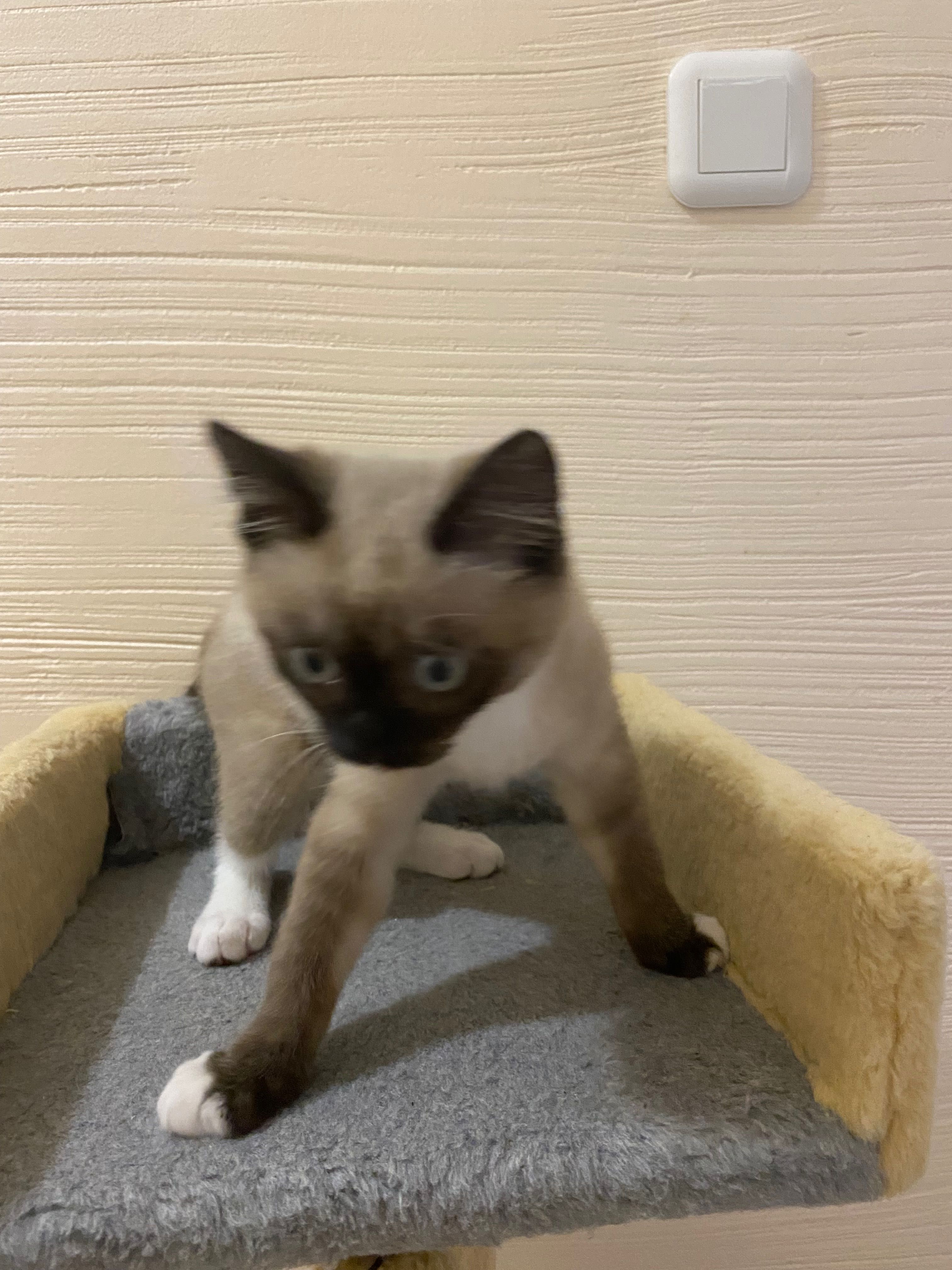 Кошеня, котиня, кішка .