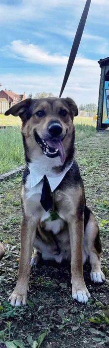 Piękny Kajko do adopcji