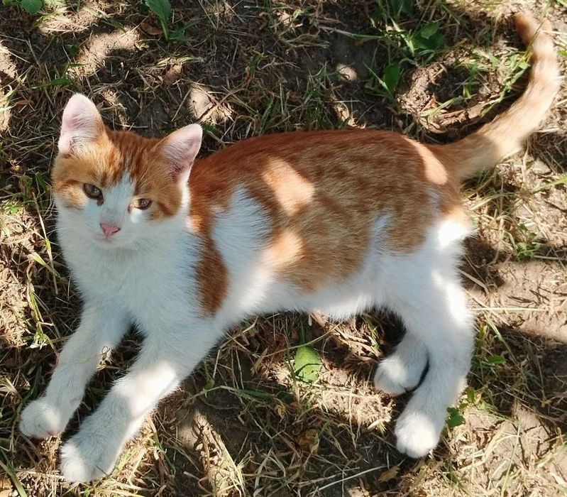 Кошенята 4-5 місячні