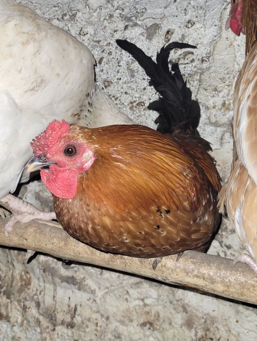 Mały kogucik japonek