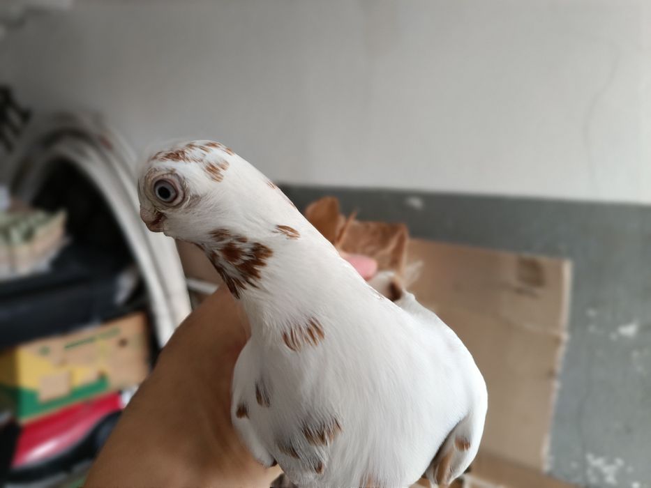 Motyl Warszawski z roku. 2022