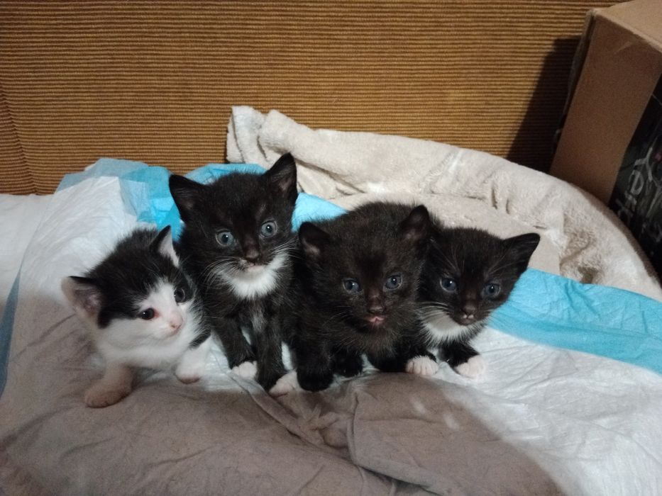 Oddam kotków w dobre ręce