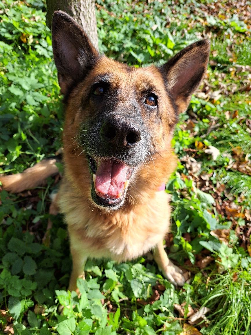 Owczarek niemiecki Meri do adopcji