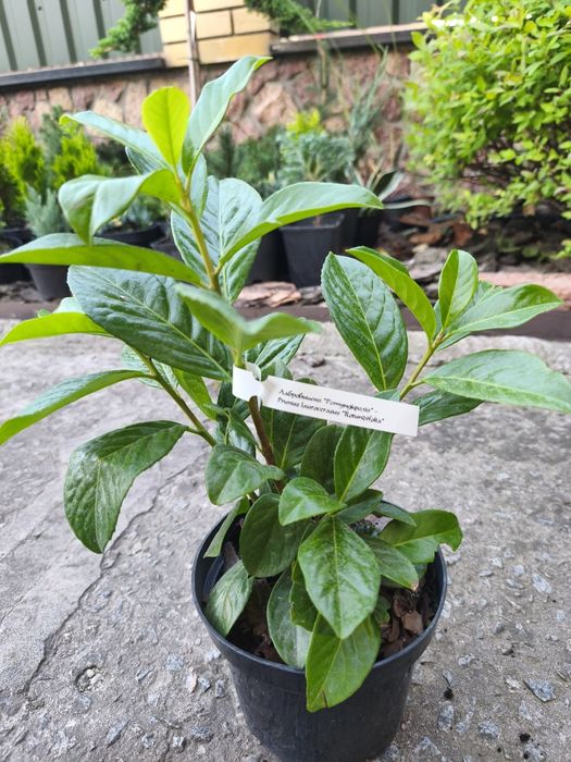 Продаж хвойних рослин, ялинки, сосни, ялівці, ломикамінь, камнєломка