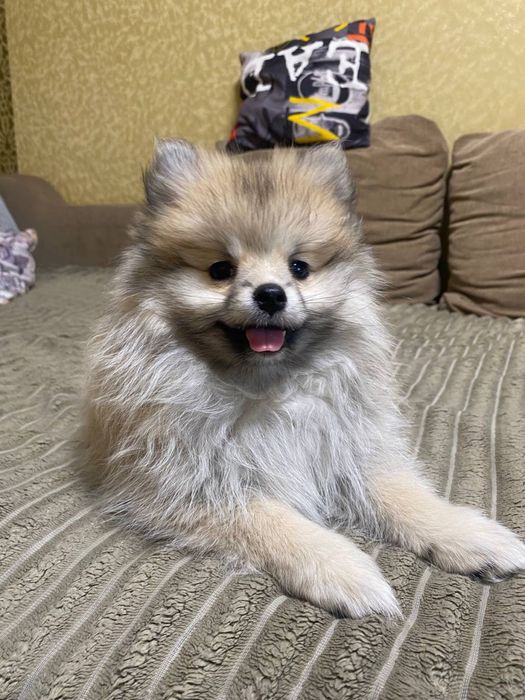 Продам Малышей Шпицов