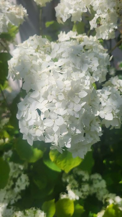 Гортензія  кущ саджанець