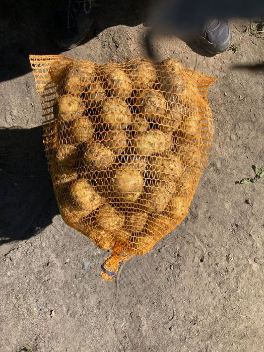 ziemniaki jadalne denar hurt i detal