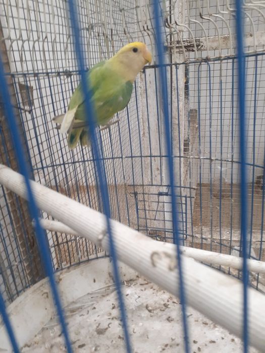 Agaporni roseicolli (Femea Sexada de 2024)