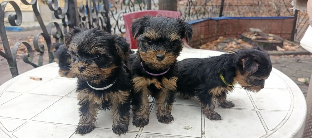 Йорк мини стандарт