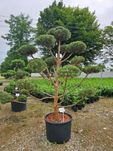 Bonsai sosna czarna i pospolita